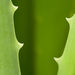 Aloe vera může zmírňovat projevy nespecifických střevních zánětů