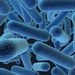 Probiotické bakterie pomáhají v boji se střevními záněty